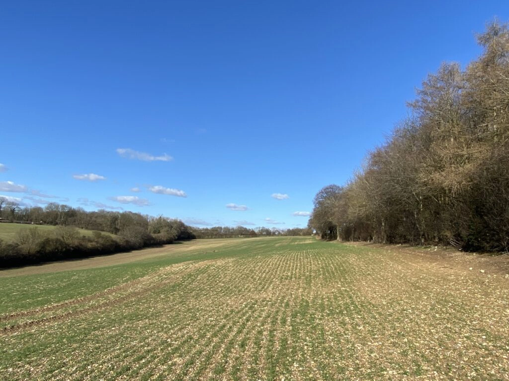 a large green field with trees in the background