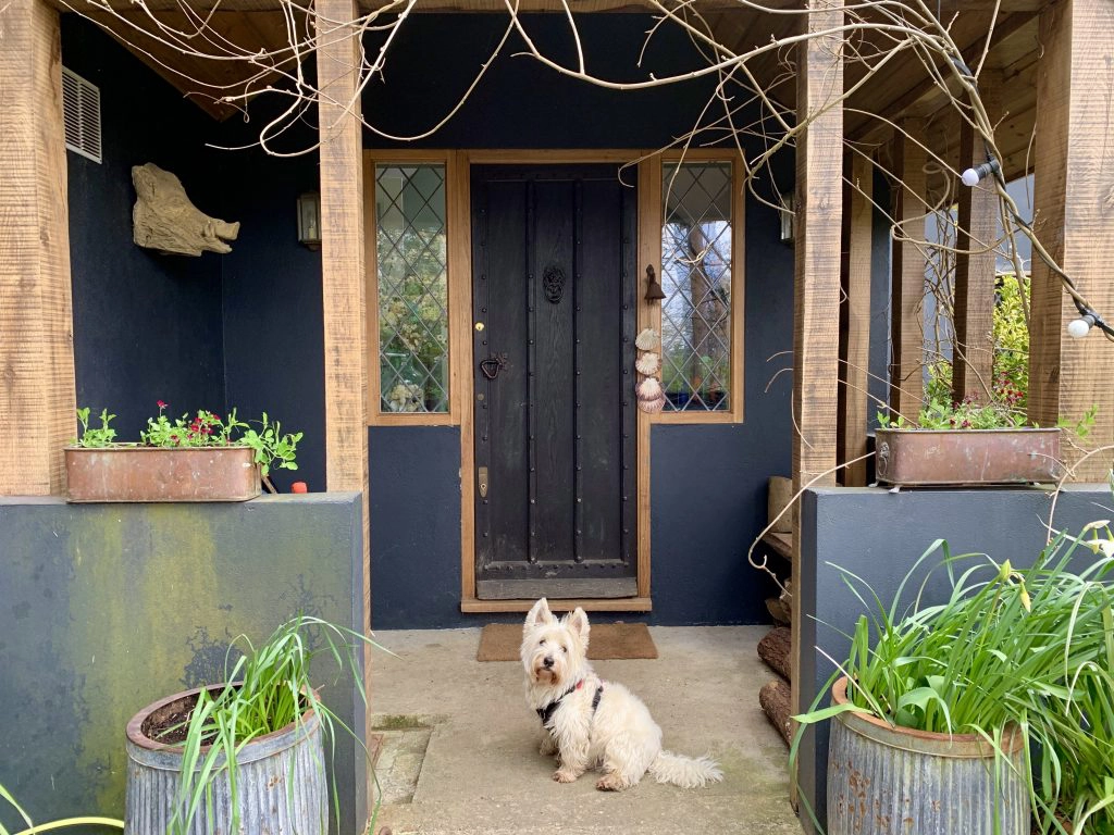 a dog sitting in front of a building