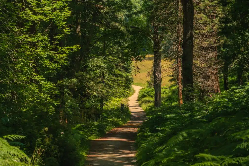 Wakehurst Horsebridge Wood Summer 2022