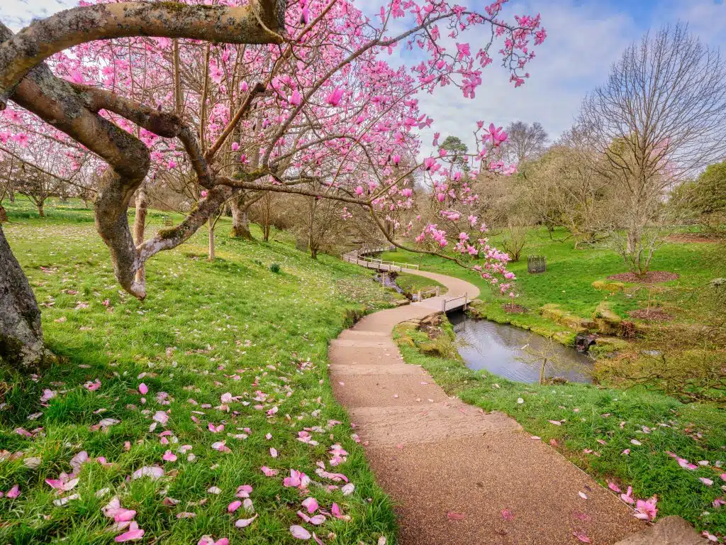 Wakehurst The Slips Boardwalk Spring